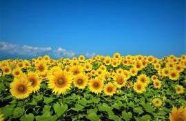 Luna iulie se anunță tot mai caldă. Ce temperaturi se vor înregistra - agroexpert.md