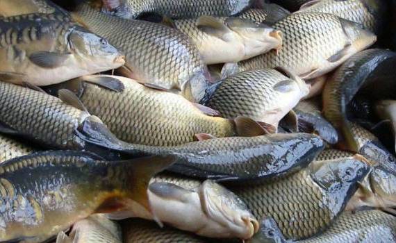 Declin în sectorul piscicol din Moldova. Iată ce stă la baza problemelor - agroexpert.md