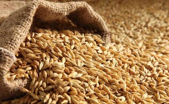 Молдова перехватывает спрос: украинский ячмень проигрывает в цене - agroexpert.md