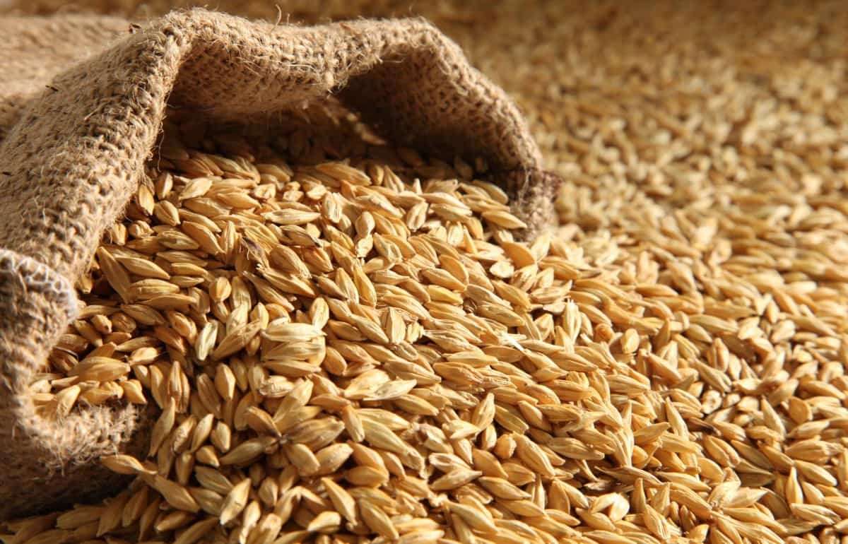 Молдова перехватывает спрос: украинский ячмень проигрывает в цене - agroexpert.md