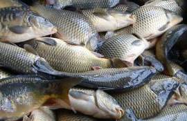 Declin în sectorul piscicol din Moldova. Iată ce stă la baza problemelor - agroexpert.md