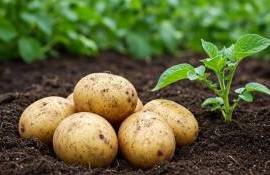 Кризис картофельного рынка Европы: цены падают, фермеры в убытке - agroexpert.md