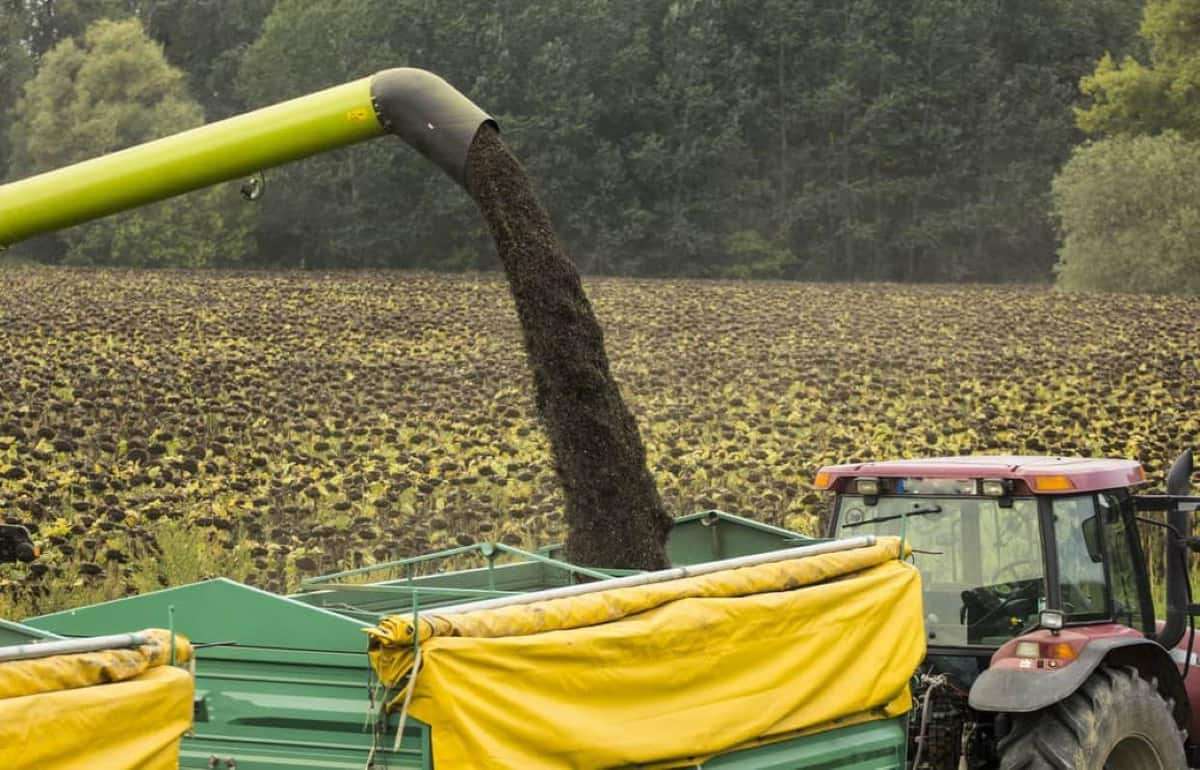 Еврокомиссия прогнозирует рекордный урожай подсолнечника за три года - agroexpert.md