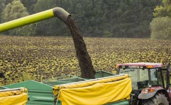 Еврокомиссия прогнозирует рекордный урожай подсолнечника за три года - agroexpert.md