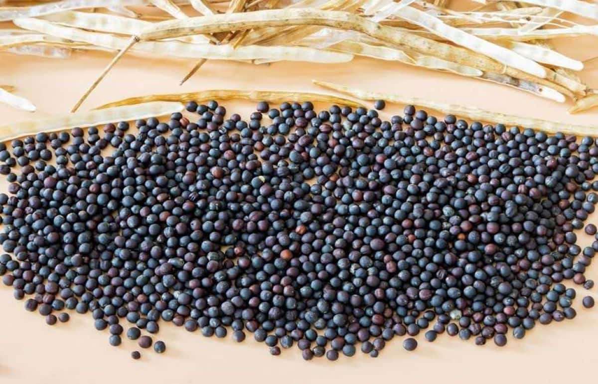 По итогам сезона 2025/26 экспорт украинского рапса снизился на 40% - agroexpert.md