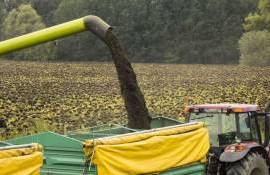 Еврокомиссия прогнозирует рекордный урожай подсолнечника за три года - agroexpert.md