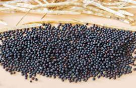По итогам сезона 2025/26 экспорт украинского рапса снизился на 40% - agroexpert.md