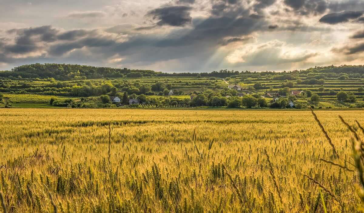 Grâu, porumb și floarea-soarelui: Cum afectează canicula culturile agricole