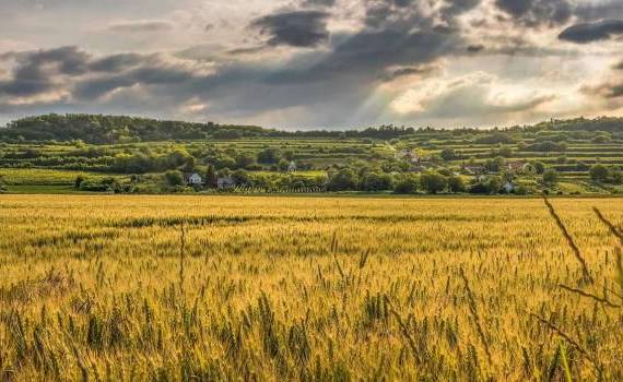 Grâu, porumb și floarea-soarelui: Cum afectează canicula culturile agricole
