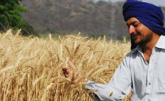 Индия может увеличить квоты на экспорт пшеницы из-за рекордных запасов - agroexpert.md
