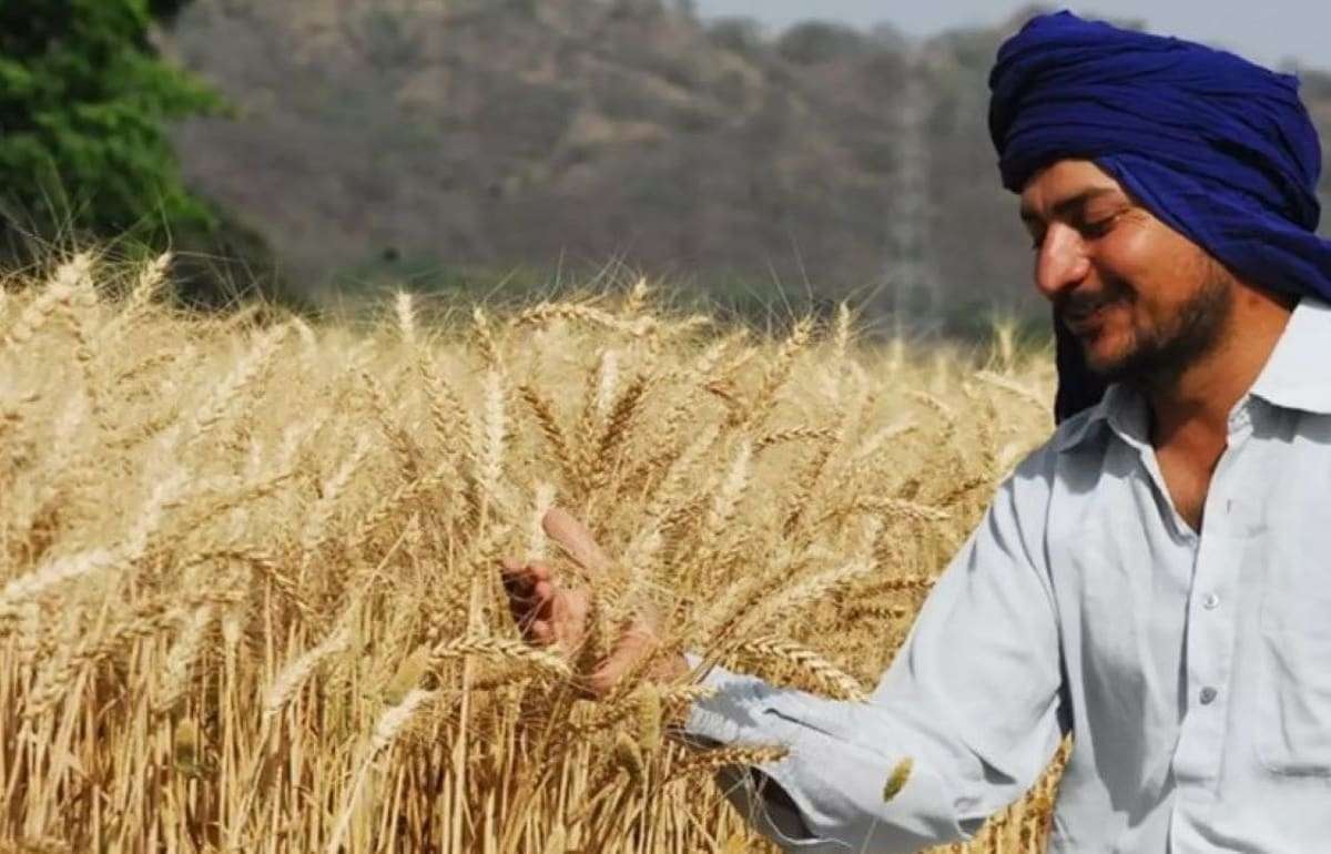 Индия может увеличить квоты на экспорт пшеницы из-за рекордных запасов - agroexpert.md