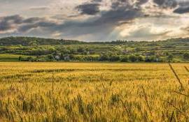 Grâu, porumb și floarea-soarelui: Cum afectează canicula culturile agricole
