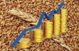 Цены на пшеницу растут из-за погодных рисков и дефицита удобрений - agroexpert.md