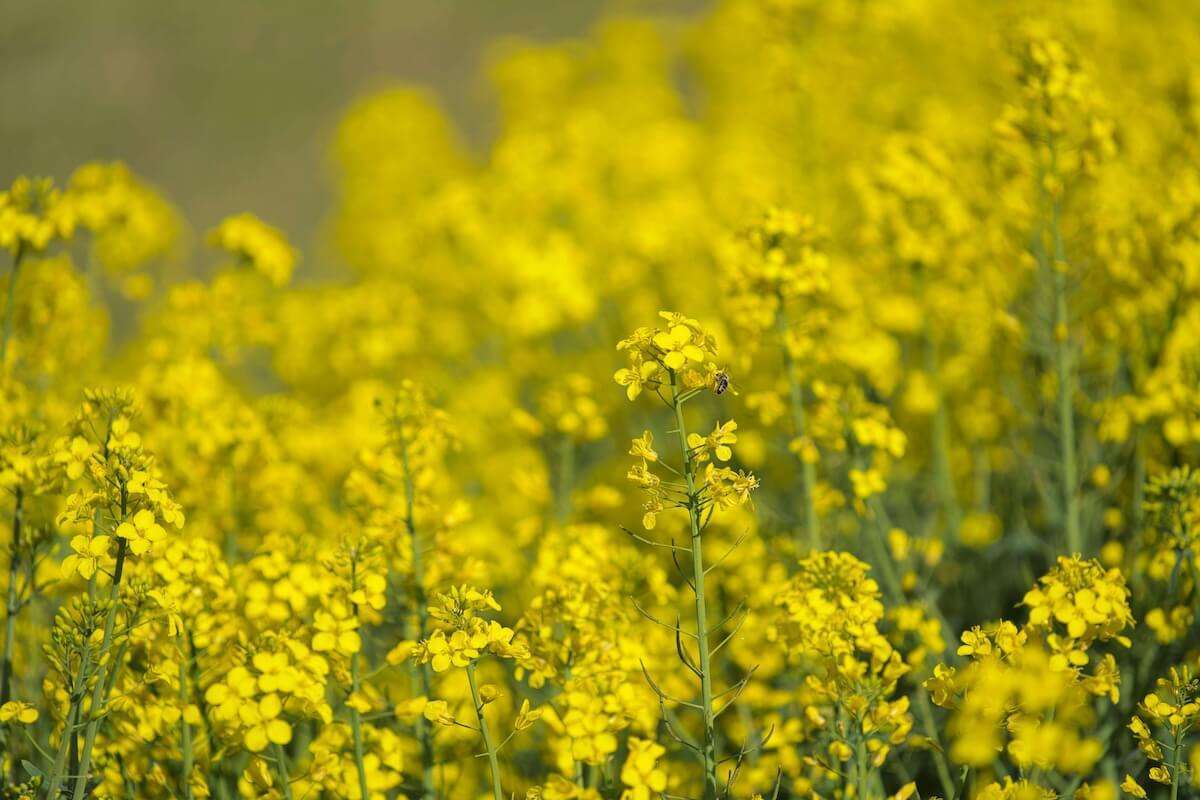 Portofoliul de rapiță Pioneer 2026 - agroexpert.md