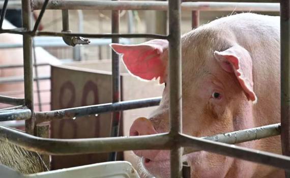В Румынии сектор свиноводства переживает серьёзные финансовые трудности - agroexpert.md