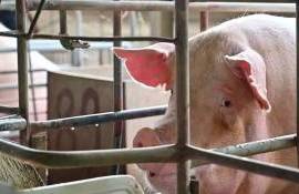 В Румынии сектор свиноводства переживает серьёзные финансовые трудности - agroexpert.md