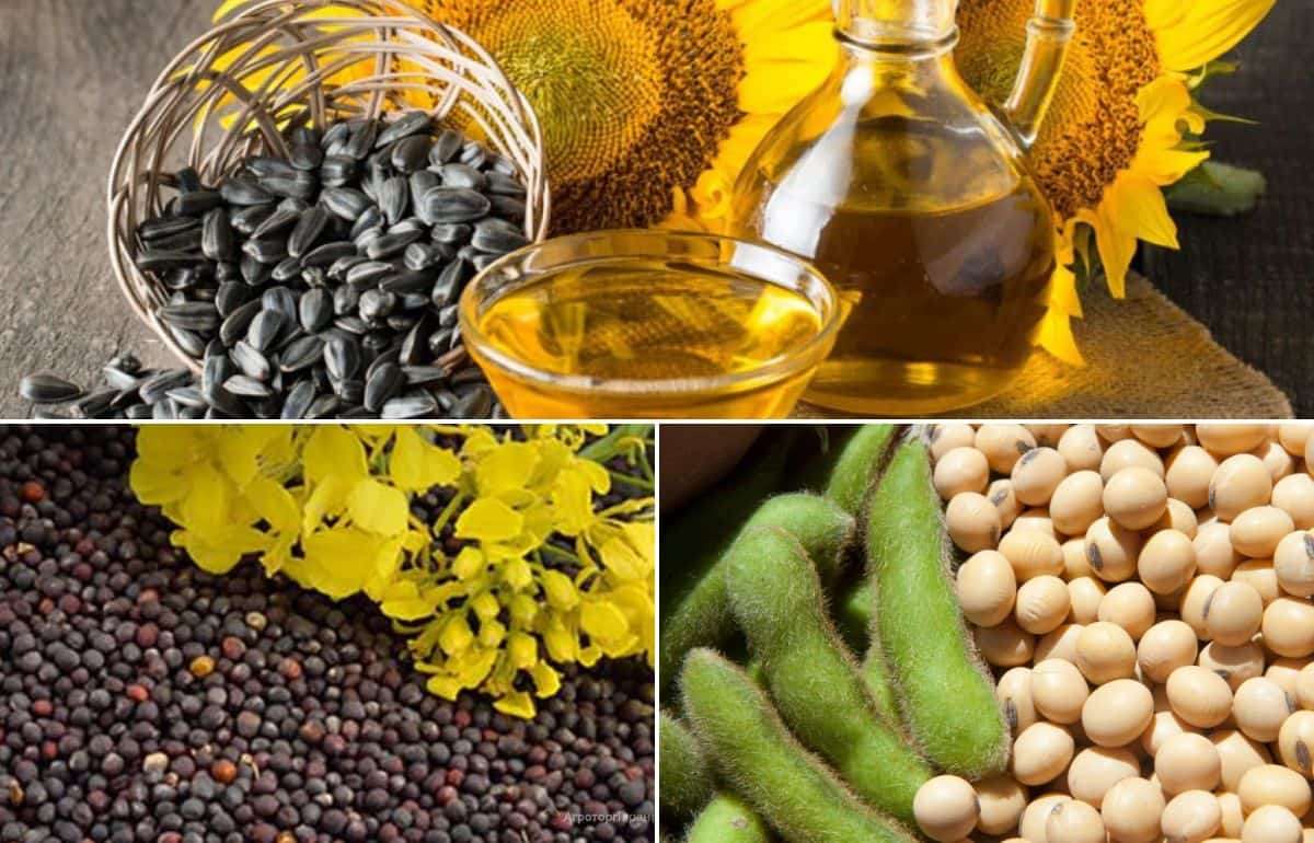 От подсолнечника к рапсу и сое: украинские переработчики меняют стратегию - agroexpert.md
