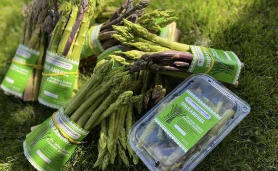 Sparanghel crescut în Moldova - AGROEXPERT.MD