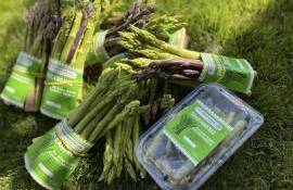 Sparanghel crescut în Moldova - AGROEXPERT.MD