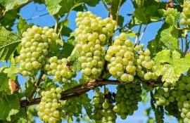 Gheorghe Gaberi: Exportul de struguri s-a prelungit până în aprilie - agroexpert.md