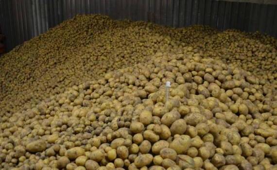 В Бельгии фермеры вынуждены излишки картофеля раздавать бесплатно - agroexpert.md