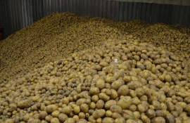 В Бельгии фермеры вынуждены излишки картофеля раздавать бесплатно - agroexpert.md