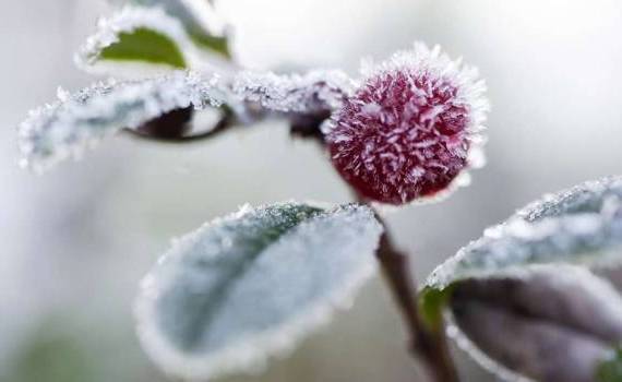 Cod galben de înghețuri în Republica Moldova - agroexpert.md