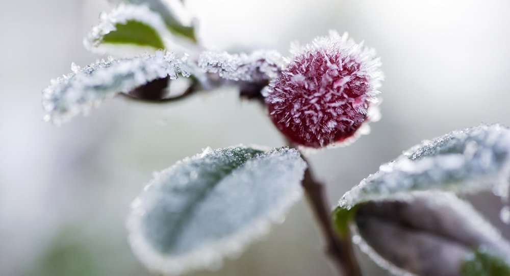 Cod galben de înghețuri în Republica Moldova - agroexpert.md