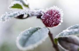 Cod galben de înghețuri în Republica Moldova - agroexpert.md