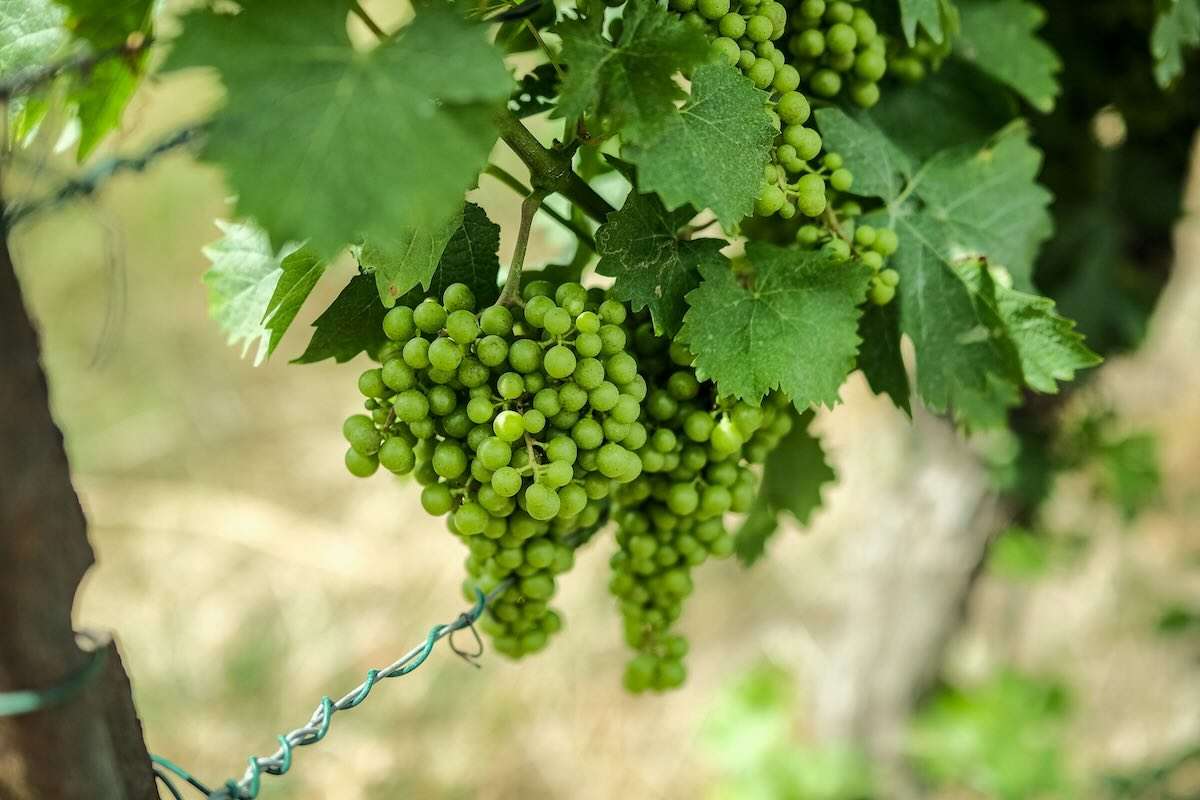 Doi factori fitosanitari amenință plantațiile viticole din sud - agroexpert.md