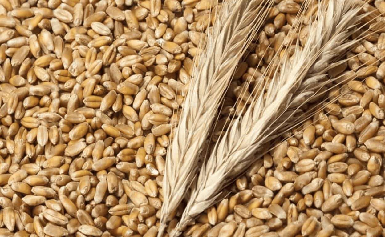 Пшеница Молдовы на внешних рынках: экспорт за январь — март 2026 года - agroexpert.md