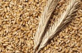 Пшеница Молдовы на внешних рынках: экспорт за январь — март 2026 года - agroexpert.md