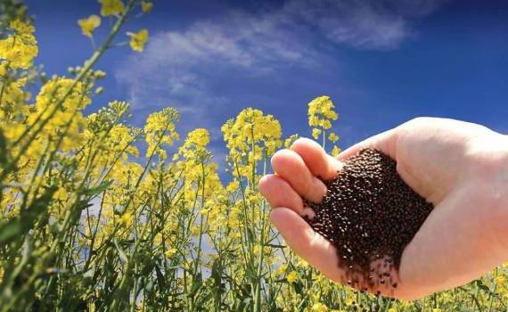 Погода создает условия для роста производства рапса в ЕС в 2026/27 МГ - agroexpert.md