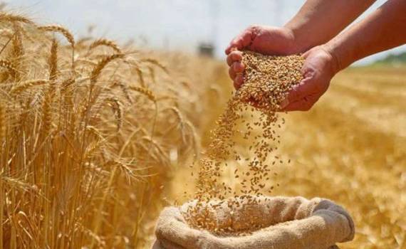 Хороший урожай в Черноморском регионе снизил мировые цены на пшеницу - agroexpert.md