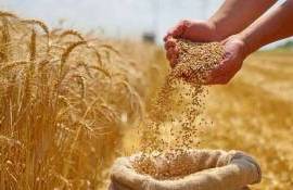 Хороший урожай в Черноморском регионе снизил мировые цены на пшеницу - agroexpert.md