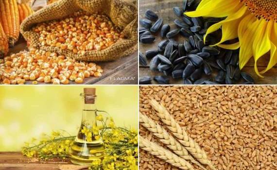 Обзор рынка основных экспортных культур Украины от компании Spike brokers - agroexpert.md