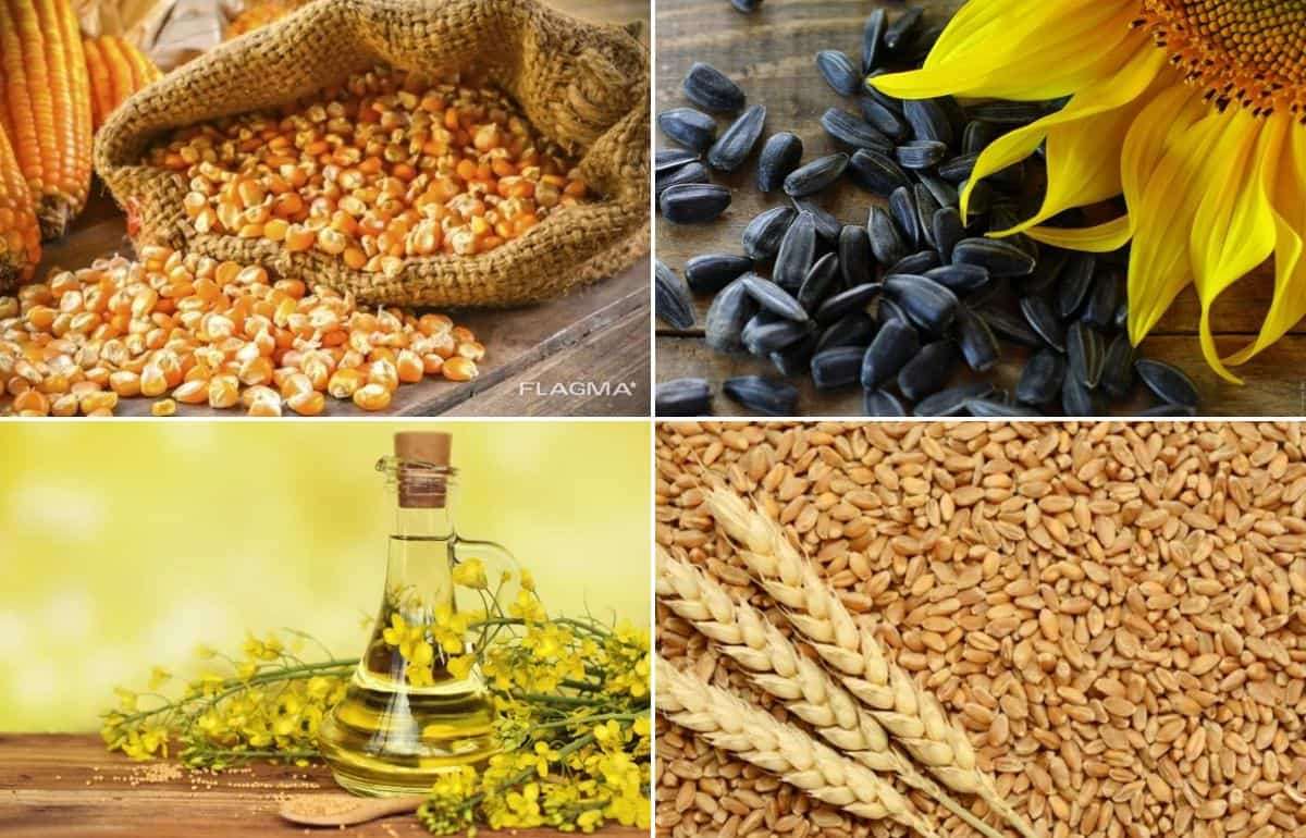 Обзор рынка основных экспортных культур Украины от компании Spike brokers - agroexpert.md