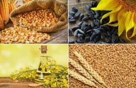 Обзор рынка основных экспортных культур Украины от компании Spike brokers - agroexpert.md