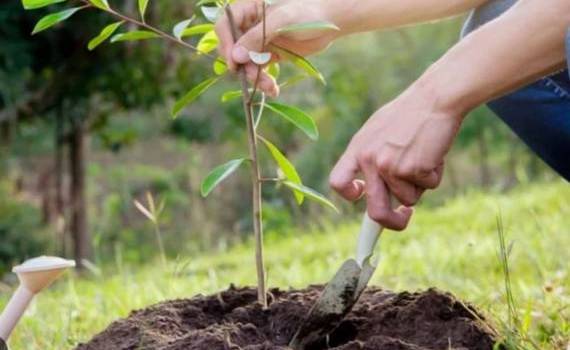 Cât plătește statul pentru puieții utilizați la împădurire - agroexpert.md