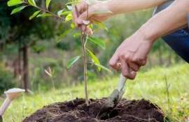 Cât plătește statul pentru puieții utilizați la împădurire - agroexpert.md