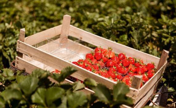 Căpșune autohtone sezonul 2026 - AGROEXPERT.MD