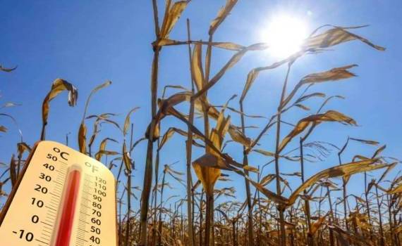 Во Франции из-за экстремальной жары ожидают потерю 30% урожая кукурузы - agroexpert.md