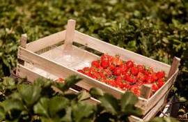 Căpșune autohtone sezonul 2026 - AGROEXPERT.MD