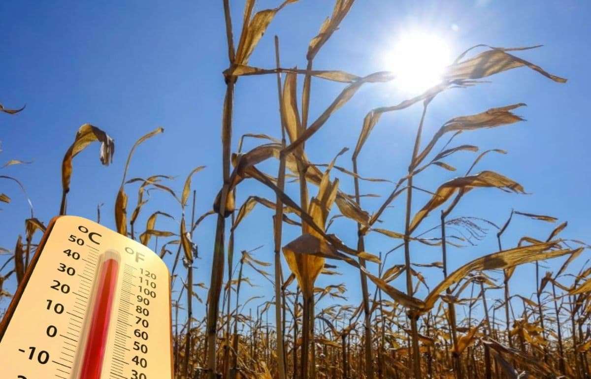 Во Франции из-за экстремальной жары ожидают потерю 30% урожая кукурузы - agroexpert.md