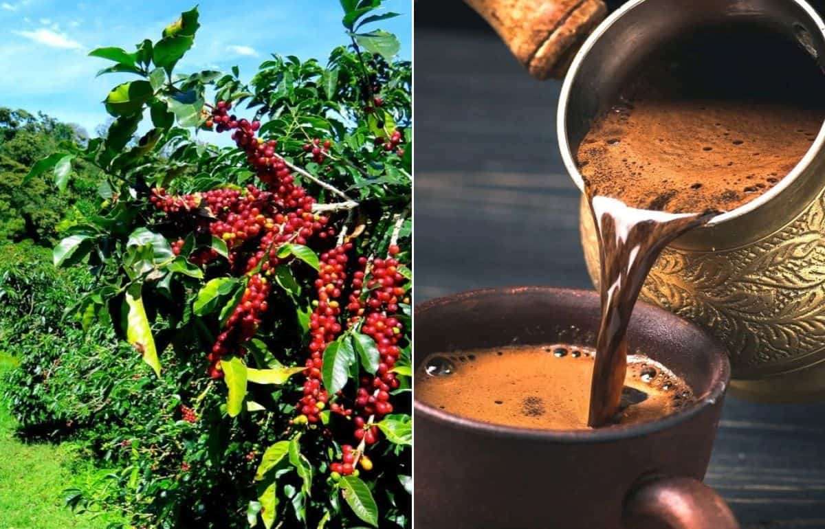 Ученые ищут способ спасения кофейных плантаций из-за изменений климата - agroexpert.md