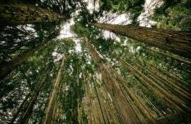 Cu cât vor fi majorate salariile pădurarilor după reforma Moldsilva - agroexpert.md