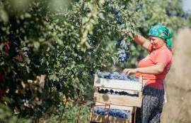 Sectorul agricol, printre beneficiarii granturilor ODA - agroexpert.md