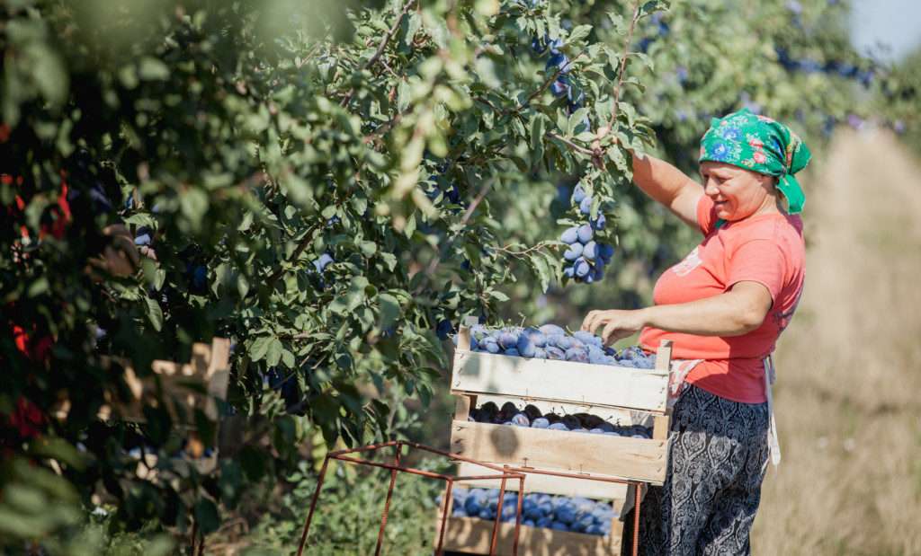 Sectorul agricol, printre beneficiarii granturilor ODA - agroexpert.md