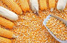 Цены на украинскую кукурузу демонстрируют разнонаправленные тенденции - agroexpert.md