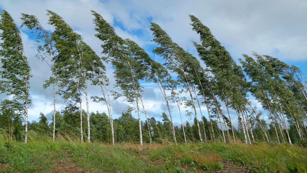 Alertă de vânt puternic în toată Moldova - agroexpert.md